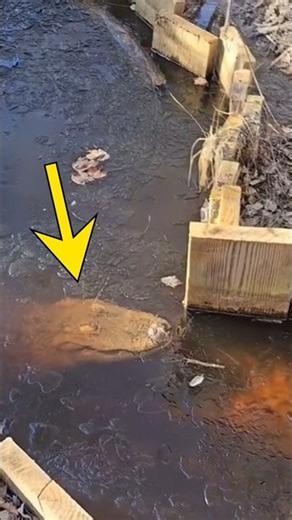 Don't Rescue Frozen Crocodile! 🧊🐊😱