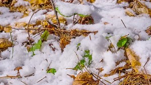 Snow Melts Spring Time-lapse : vidéo de stock (100 % libre de droit) 1027542938 | Shutterstock
