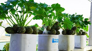 106K views · 3K reactions | Mastering Zucchini Growth Expert Tips for Home Gardeners | Great DIY Idea | Facebook