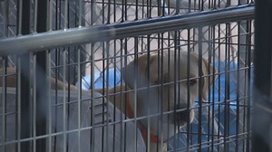 Animal Shelter Euthanasia Rules In NC: What's Allowed, What's Not