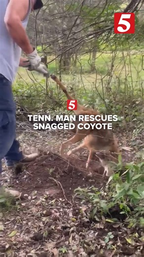 748K views · 2.9K reactions | A coyote tried to sneak past a Rutherford County family’s yard — but their Pyrenees wasn’t having it. Chickens safe, coyote lucky, and the family reminds us wildlife is always finding ways to survive in shrinking habitats. | NewsChannel 5 Nashville | Facebook