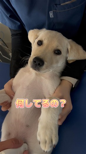 エコー検査で首を傾げるラブラドールレトリーバー
