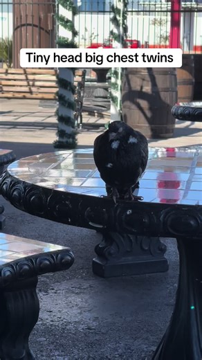 #raviolidog #dog #dogsoftiktok #beunique | dogs