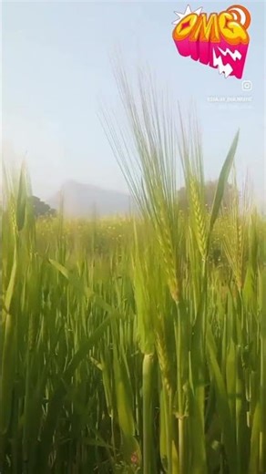 MASTER FARMING 🌱 | Grow CROPS & Get a BIG Harvest | #Shorts