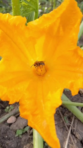 Bees in the squash! Squash bees (Peponapis pruinosa in this case) are solitary bees native to North America that only forage on the flowers of one native plant family: squash! Intriguingly, squash isn’t native outside of the desert southwest, and yet squash bees are found in almost all the places we now grow squash (think pumpkin patches everywhere and zucchini in gardens). These bees have spread as people planted squash. During summer, you can see them in your garden enjoying flowers from the c