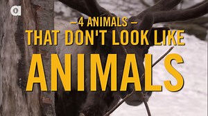 Animals love to camouflage their skin with patterns, but what about when they take on completely different forms? Here are four animal shape-shifters. #disguises #animalfacts #camouflage #shapeshifters | Animalist