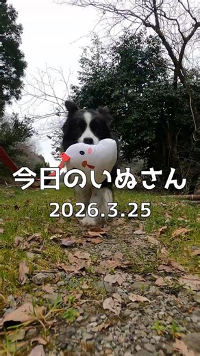 今日のいぬさん 2026.3.25【border Collie】 #shorts #dog