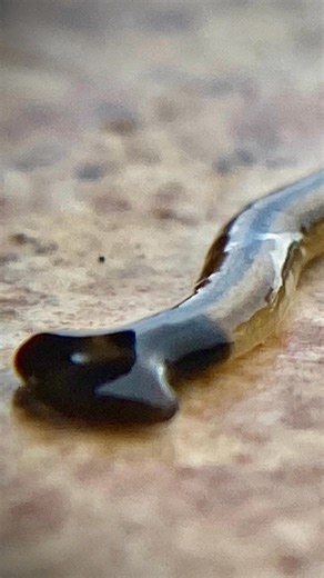 Hammerhead Worm | The Hidden Environmental Threat | Verifying Worlds #worldfacts #hammerheadworm #VerifyingWorlds #WorldFacts #HammerheadWorm #InvasiveSpecies #EnvironmentFacts #NatureDanger #WildlifeFacts #Ecosystem #DidYouKnow #ScienceFacts #EarthFacts #VerifyingWorlds #ViralKnowledge #awareness This video is published by Daily Sunnah Reflections @VerifyingWorlds Hammerhead worm ek khamosh lekin bohat khatarnak keera hai 😨 Is video mein hum explain karte hain ke hammerhead worm kya hai, yeh e