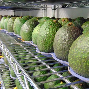 Video Say goodbye to overripe avocados thanks to new natural tech from food startup