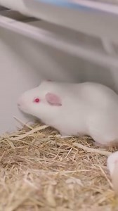 Lab life: behind the lens 📸🐭 Our new series features short clips of real laboratory animals which we have filmed in facilities across the UK. Starting with a a quick peek into the world of guinea pigs at Imperial College London London. All video footage was filmed by UAR in UK research facilities, licensed by the UK Home Office and regulated under the Animals (Scientific Procedures) Act 1986. Watch more videos on animal research at www.uar.org.uk/resources or www.youtube.com/@understandinganim