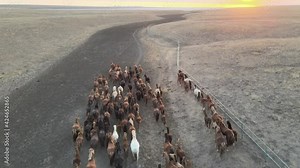 Wild Horses Running. Herd of horses, mustangs running on steppes to river. 4k hdr slow motion