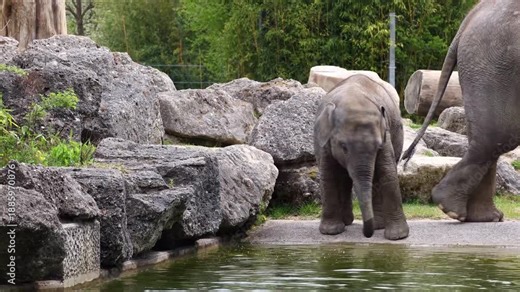 Little Asian or Asiatic elephant, Elephas maximus is the only living species of the genus Elephas and is distributed in Southeast Asia from India and Nepal in the west to Borneo in the east.