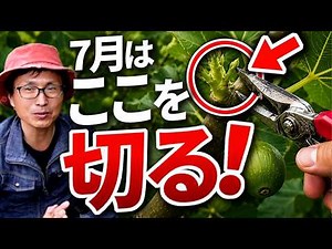 [Figs] Make a Difference in July! Essential Pruning Techniques for a Better Harvest