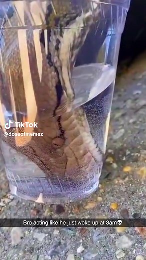 Funny Snake Video: Python in a Cup