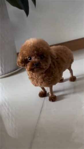 Funny Poodle ❤️ #shorts #funnyvideo #poodle #poodlecare #viral #trending #shortvideo #dog