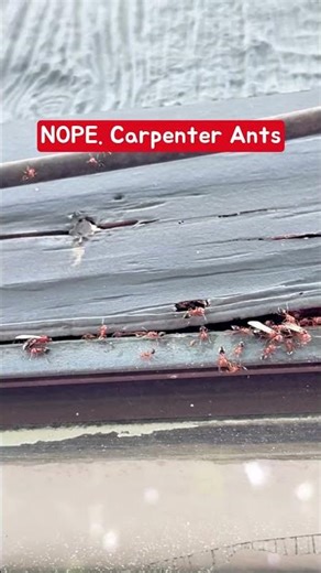 Are these termites?