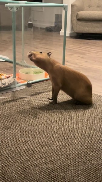 Chill, Silly, and Absolutely Derpy: Capybara Moments You Can’t Miss