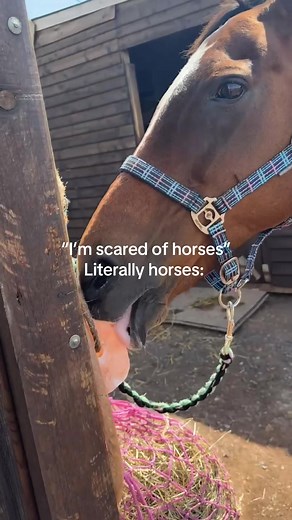 Hilarious Horse Fails You Can't Miss