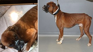 Boxer puppy found neglected, abused in St. Albans, Queens