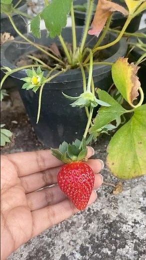 How to Grow LOADS of Strawberries in Pots! 🍓
