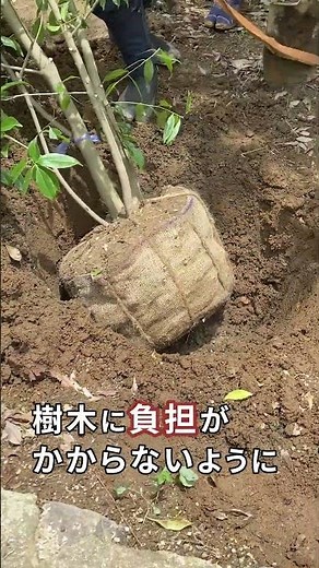 【造園業者の方へ】造園業者のミカタ 季節外れでもご相談ください！工期に合わせて樹木を調達できるのが「仮植農園」の良いところ ～若生植木農園～
