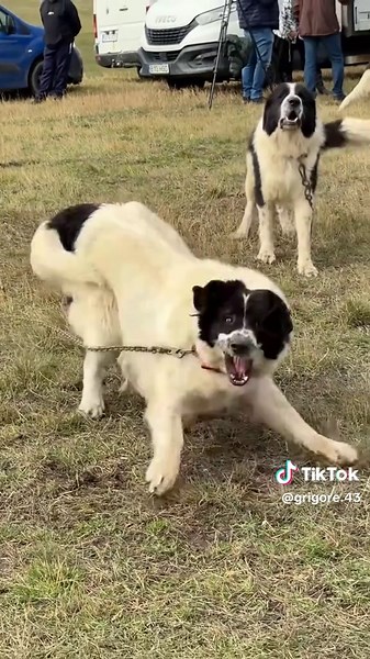 Videoclipuri postate de forta STEAUA (@grigore.43) cu sunet original - Maria