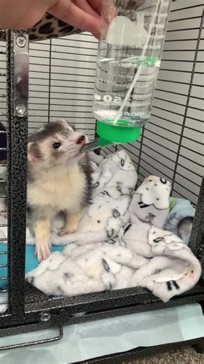 #fypシ゚#bandit#ferretsoftiktok #bandit