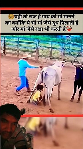 the boy is playing with ox