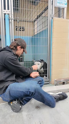 BELLA UPDATE — FOREVER HOME WANTED 🐾 Bella’s been with me for about two weeks now since I pulled her from the shelter. That day I felt such a strong connection to her the moment I saw her. She was hiding, scared, and shaking but after ten minutes she trusted me enough to take some treats. That moment stuck with me. Since then, I’ve watched her make so much progress. She was a little sick at first with kennel cough, but she’s bounced back and I’m finally seeing her sweet, loving personality come