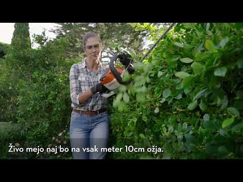 Nasveti STIHL: Kako porezati živo mejo
