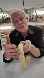 Présentation d'un python qui lui a des pattes ! | Inf-faune