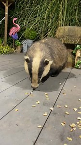 30K views · 6.4K reactions | Just having an early night and realised I had visitors at the Badger Buffett. Mrs Lumpy and Little Humbug, so pleased I didn’t miss them ❤️ sweet little Humbug gently took a grape from my hand  If anyone would like to support us, purchases and donations help in the online shop Www.mrlumpyandfriends.shop/shop  | Mr Lumpy & Friends. | Facebook