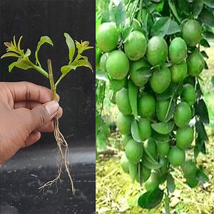 101K views · 3K reactions | How To Grow Lemon Tree From Small Cutting Easily | Rana Craft | Facebook
