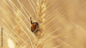 Agriculture. Harmful beetles eat up the wheat crop. Wheat field. Beetles on spikelets of wheat. Agriculture crop processing. Harmful beetles on a golden wheat field. Agriculture concept