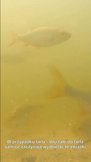 Jak ryby umawiają się na tarło