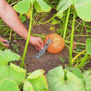 Bloom Better! Genius Hacks for Effortless Gardening | 3-Minute Hacks