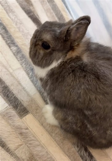 ぽんず3歳！ネザーランドドワーフの成長記録