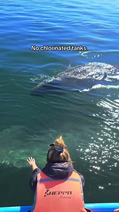 10K reactions · 675 shares | Wild & free 冀 | Baja Wild Encounters | Facebook