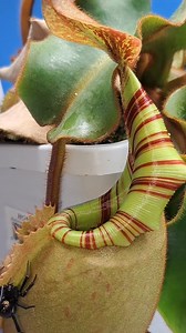 Carnivorous pitcher plant close look | Carnivorous Plants