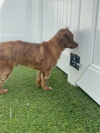 Dog Daycare Reunion: Favorite Pup Found Safe