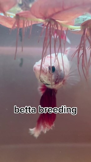 Betta Fish Breeding Guide: How to Successfully Pair Male and Female Bettas
