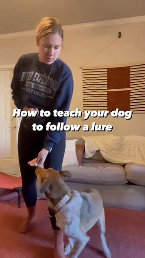 Effective Luring Techniques for Dog Training