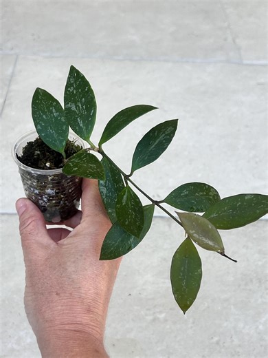 Hoya Gracilis Splash | Live Plant | Splashy Hoya | Houseplant | Rooted Plant - Etsy