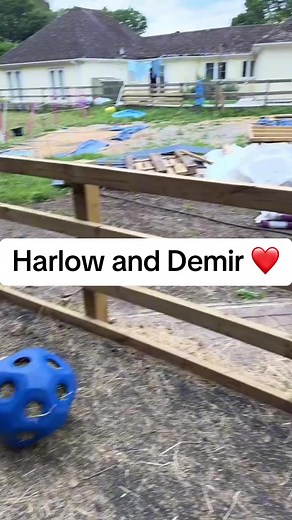 Exploring Harlow and Popcorn's Equestrian Journey