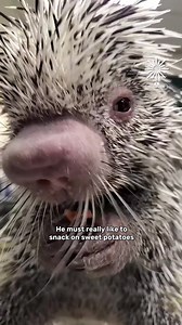 12K views · 484 reactions | Quite possibly the cutest potato lover ever 璉 | Animal Lovers | Facebook