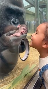 Awesome mom gorilla, she is kind and giving love to a little girl | Rsa Times