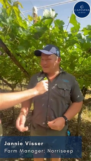 A first-hand update from the vineyards! 🍇 In this video, Herman Redelinghuys (Head of Grapes) speaks with Tinake de Klerk (Technical Manager: Grapes) and Jannie Visser (Farm Manager: Norriseep) about the progress of the season and the excellent condition of the vineyards, especially the Flame Seedless block on Norriseep. There’s a strong sense of optimism and excitement as the team prepares for the upcoming harvest. Well done to everyone contributing to a promising grape season ahead! The Capes