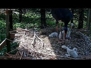 Makov: Tonicka tortures her youngest storklet. It tries to escape. - Tonicka mučí nejmladší dítě.