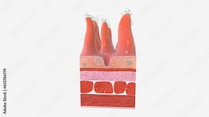 Rotaviruses can be ingested via contaminated food or water. Once in the intestines, rotaviruses attach to cells on the tips of the nutrient-absorbing villi.