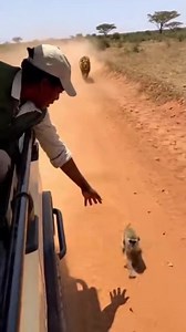 run as fast as you can (part 02) #monkey #lion #wildanimal #safari | Endang Wahyudin